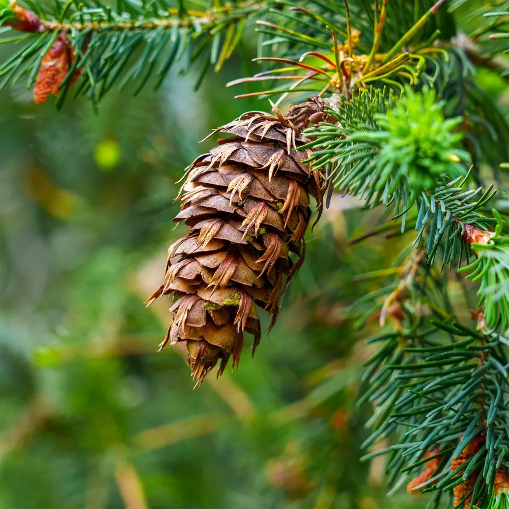 Sapin de douglas - le pot / ø 9cm / hauteur livrée 40-50cm